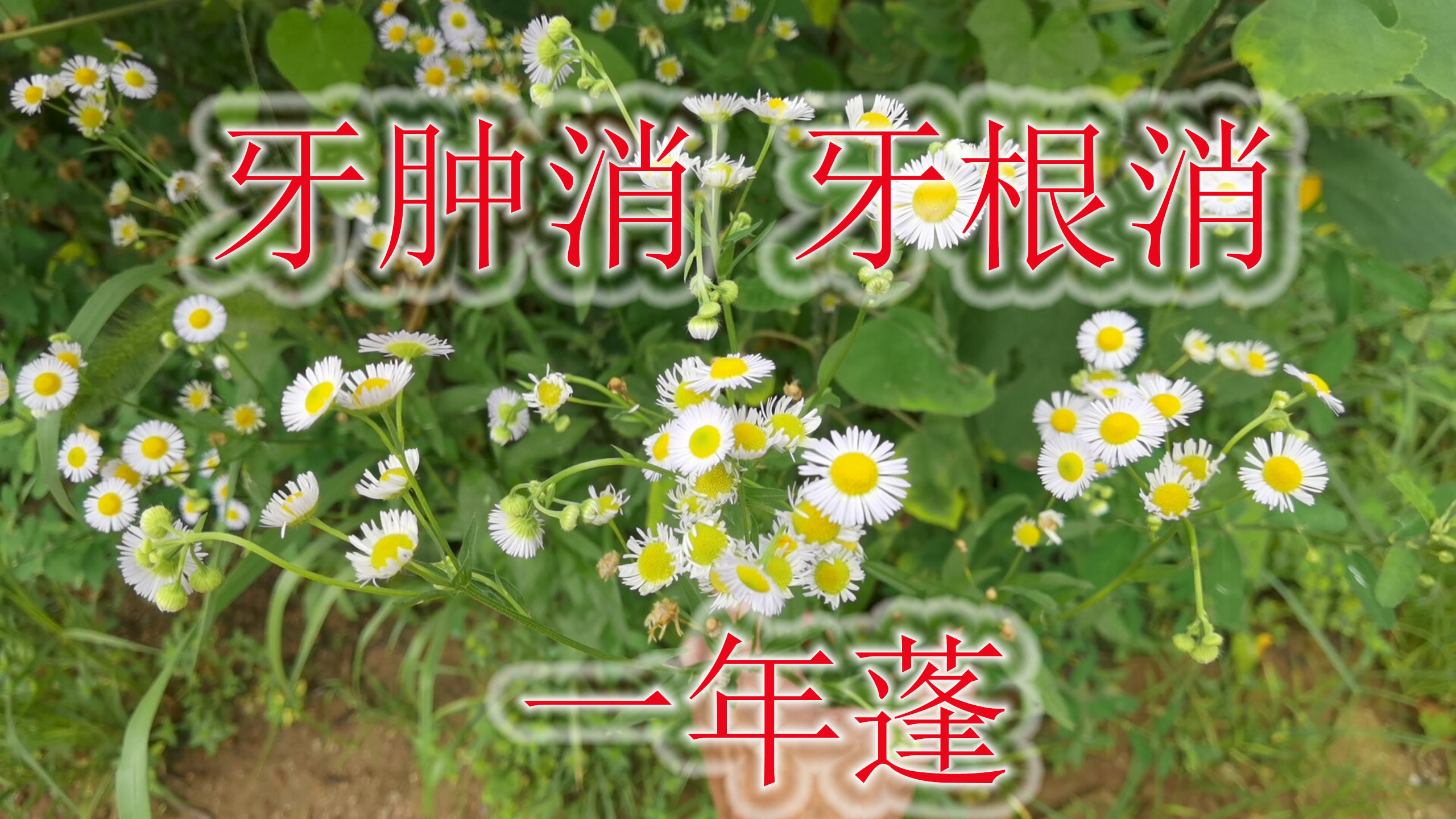 常见“一年蓬”中草药,植物别名“牙肿消”,老中医眼中价值好