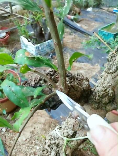 石榴盆景怎样修剪能让它快速结果?看操作!-度小视
