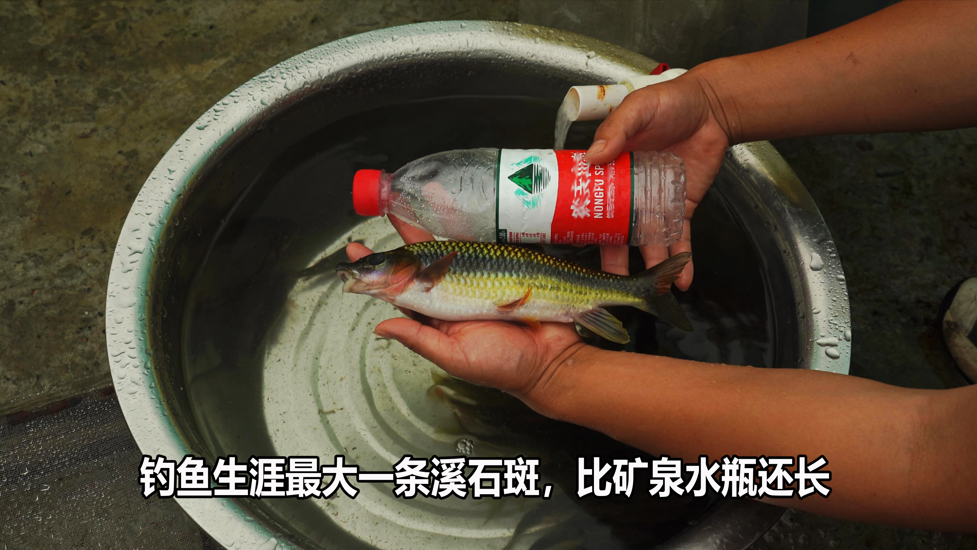 比矿泉水瓶还大，身长25.5厘米，钓鱼生涯最大一尾溪石斑猜猜多重
