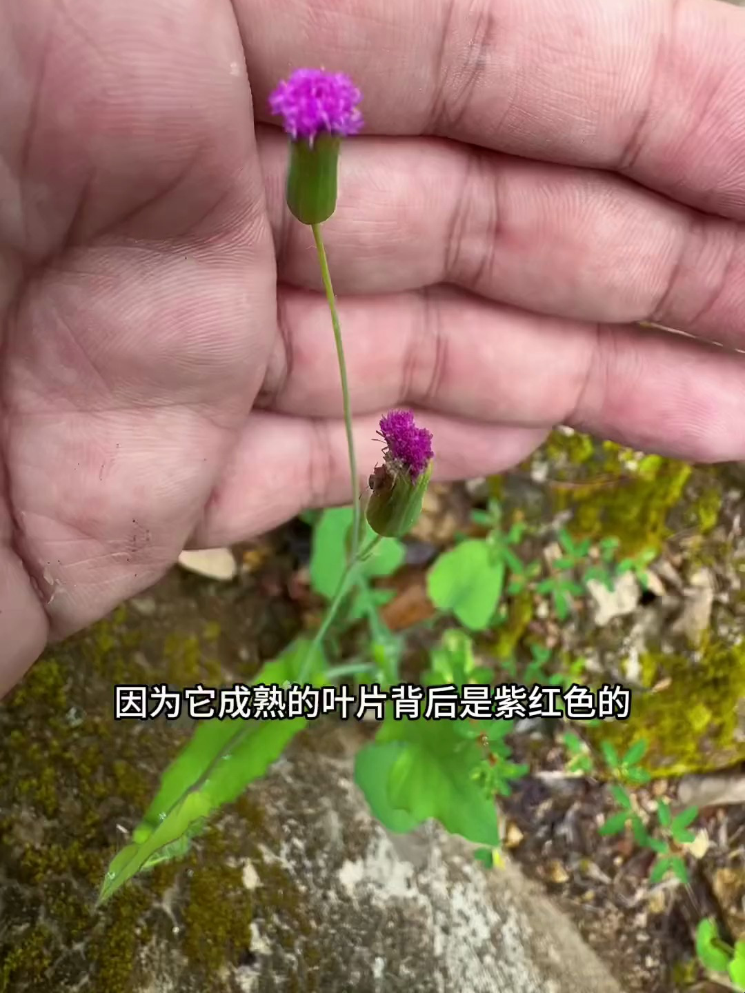 一点红,也叫红背子草,客家地区常常用它来煮猪肉汤-度小视