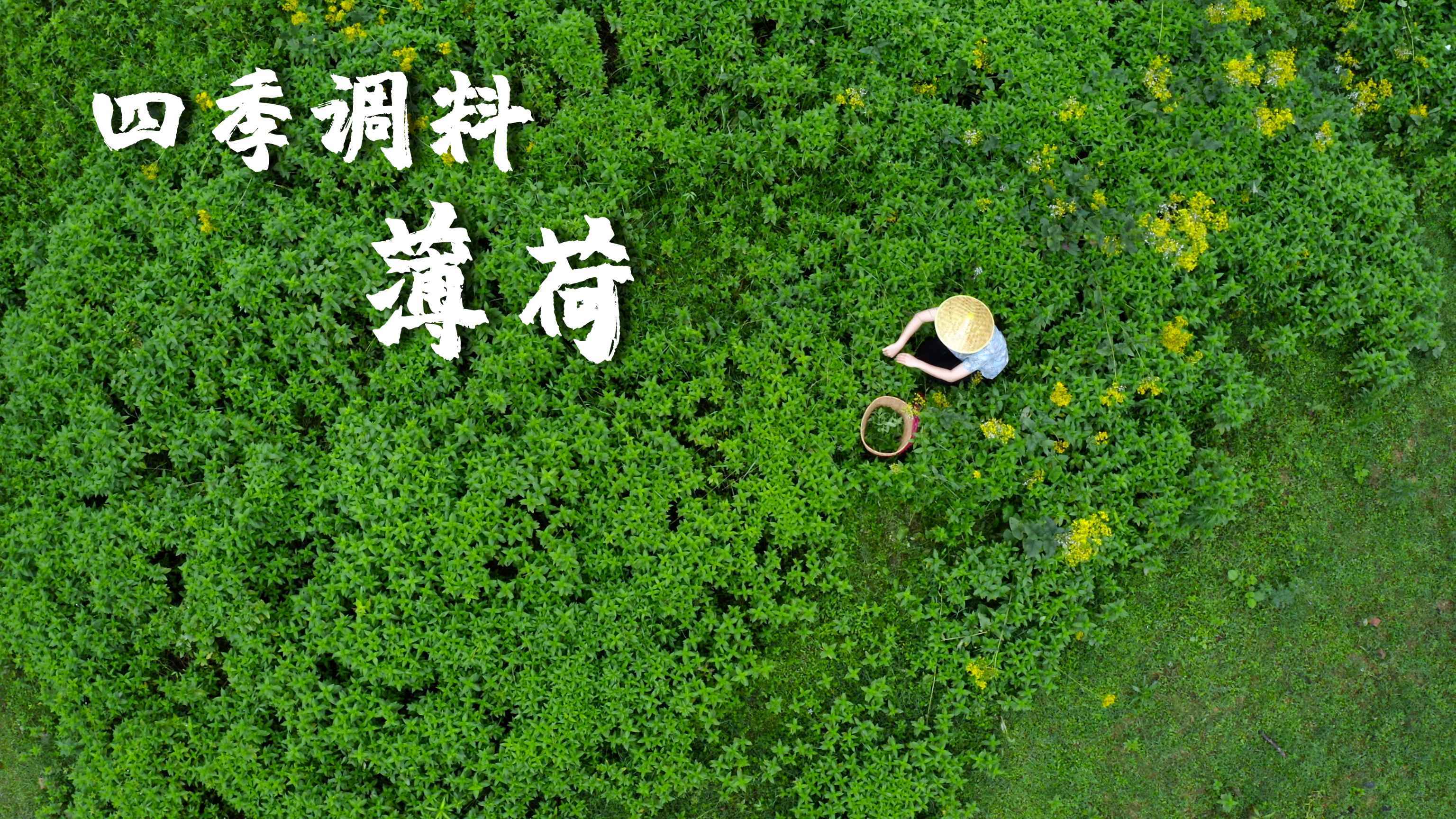 四季调料（十）——薄荷，云南菜谱上的一抹清凉