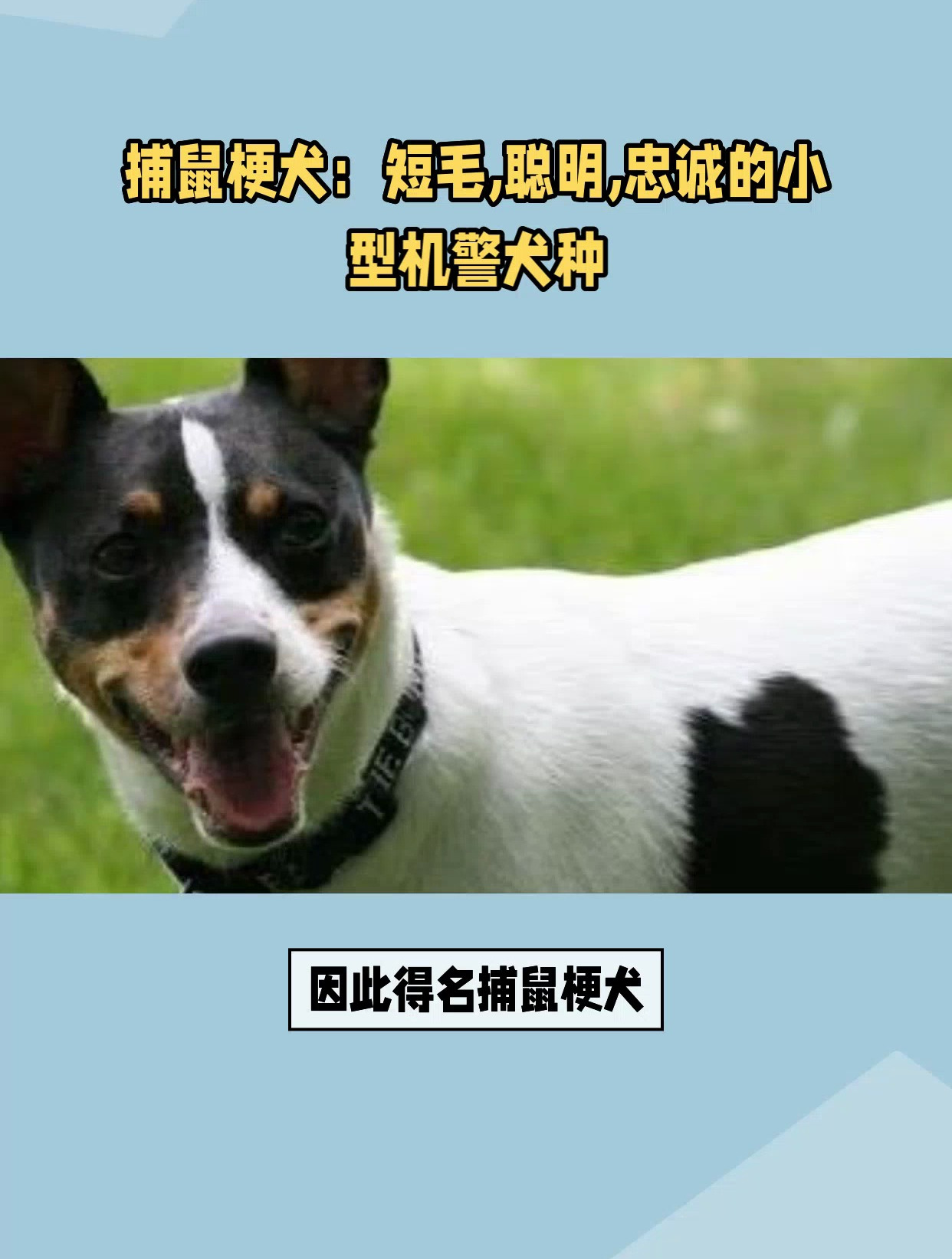 捕鼠梗犬:短毛,聰明,忠誠的小型機警犬種