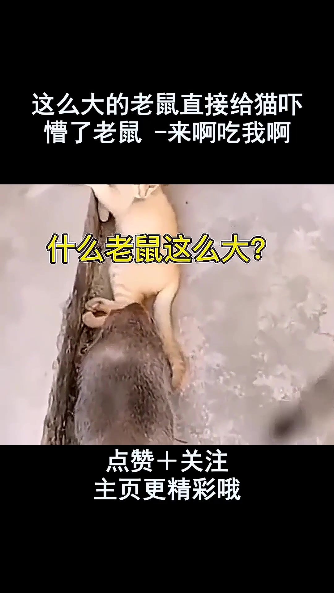 这么大的老鼠直接给猫吓懵了老鼠 -来啊吃我啊