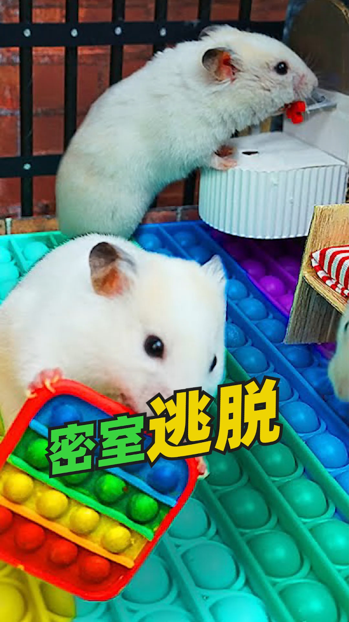 仓鼠历险记密室逃脱可爱的小仓鼠居然这么卖力的闯关冒险