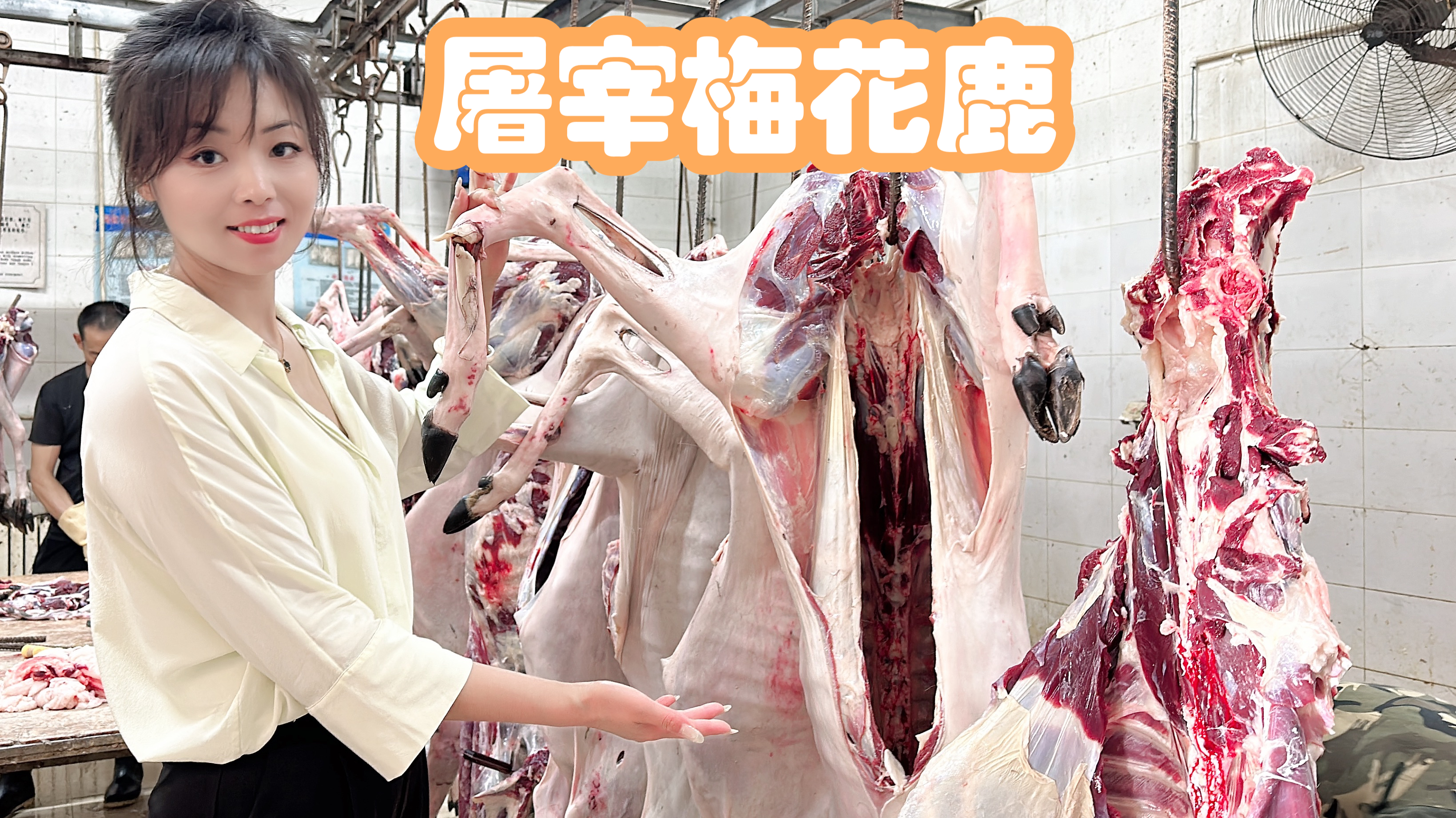 秋冬最适合吃鹿肉,活体现杀160斤梅花鹿,鹿肉怎么做好吃