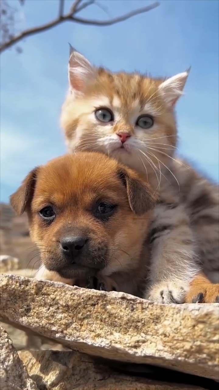 可爱萌宠,狗狗治愈的笑容