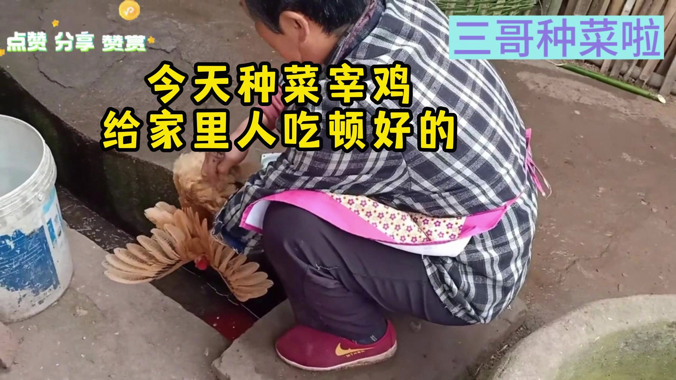 乡村周三哥家,今天宰杀了一只下蛋土鸡,加野生补药超级好吃