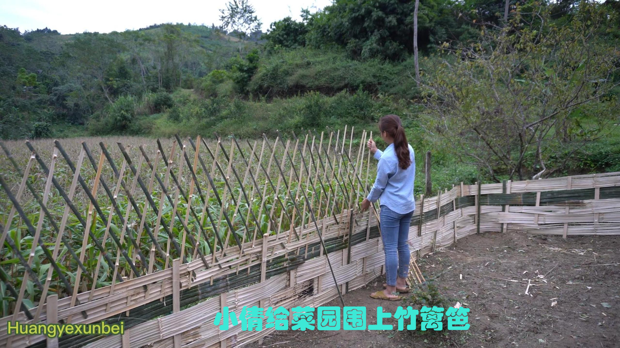 (前篇2)小倩给菜园围上竹篱笆,种上绿色有机蔬菜