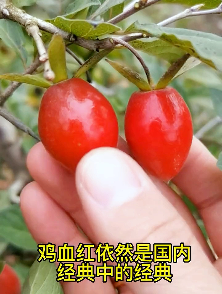 小山鸡血红——老鸦柿国产原生品种的顶流,颜色和蜡质感都杠杠的-度小