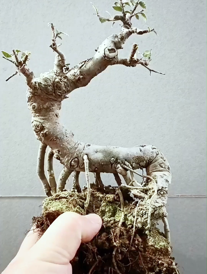 榆树过桥怪桩看我如何一分为二成功获精品悬崖小矮霸各一桩