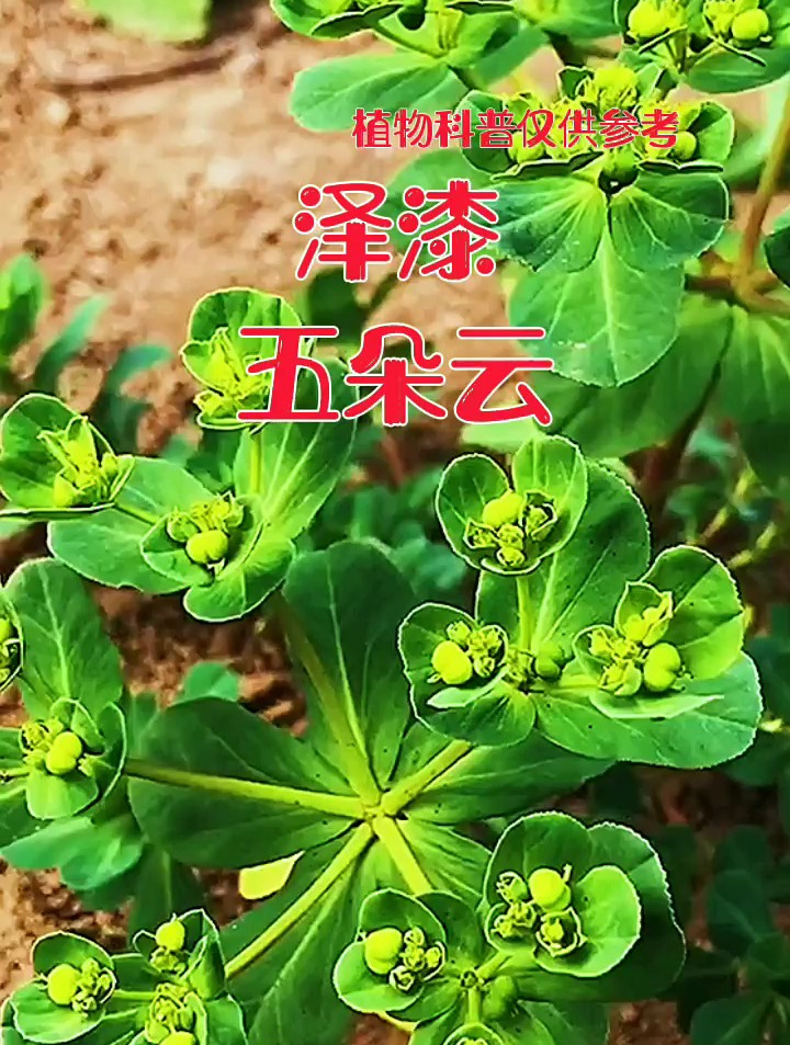 泽漆也叫五朵云,它可是有毒的哦,你知道它的用处是什么吗?