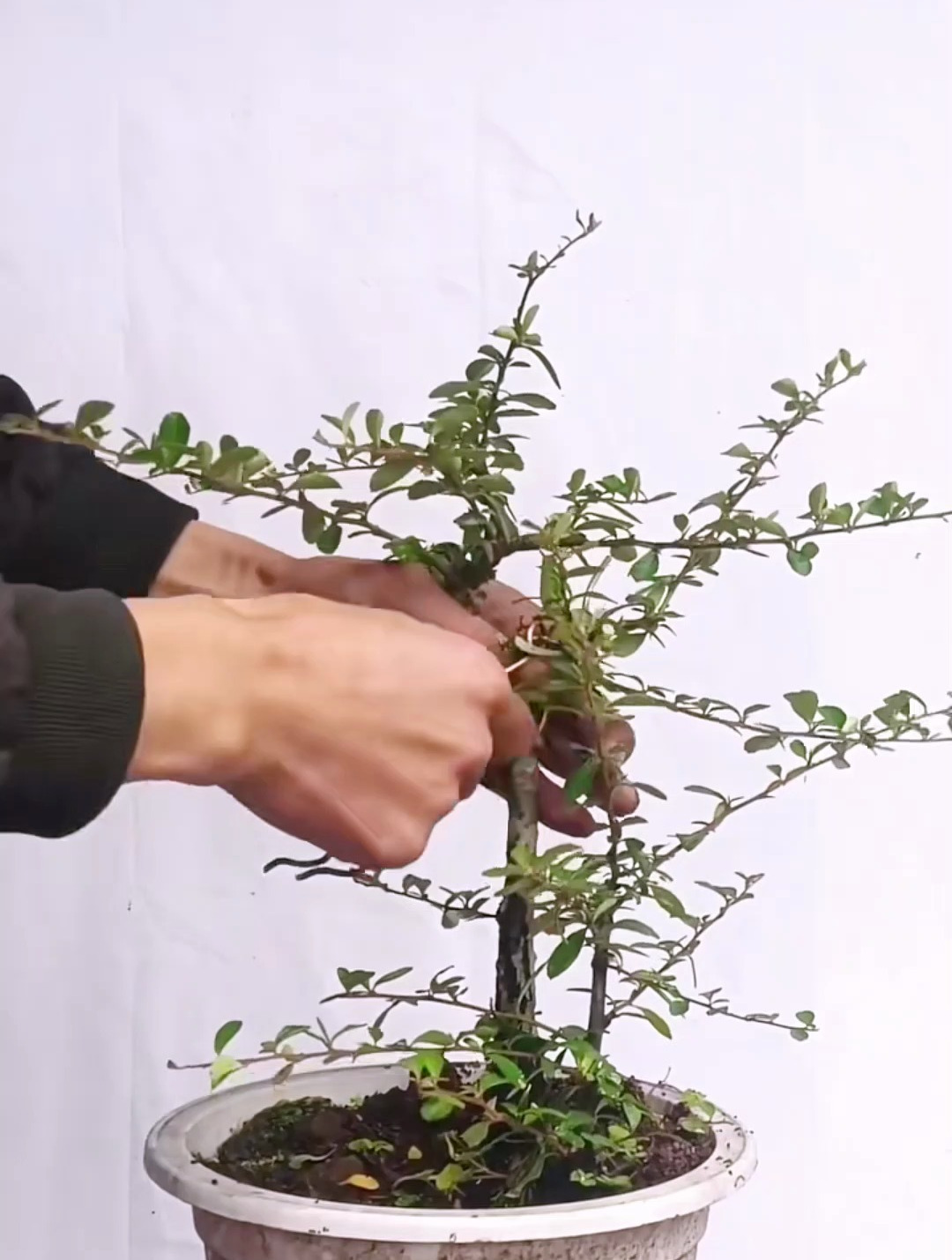 一本双杆的杂乱火棘,直接重剪让它长发变寸头,还挺帅!