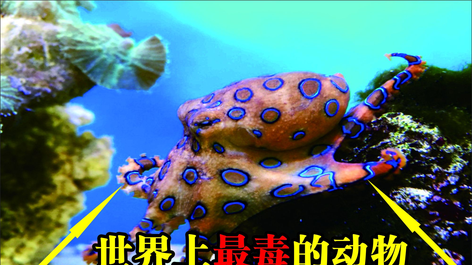 世界上最毒的海洋动物 蓝环章鱼 世界之最 没有之一
