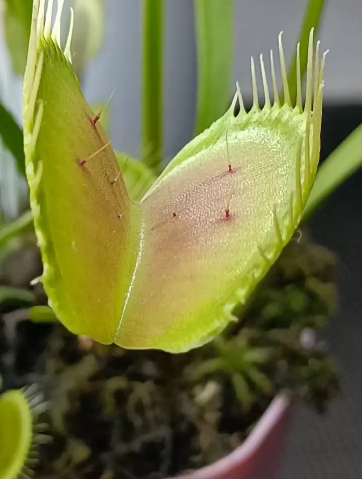 「新奇植物」捕蝇草之:今天加餐,给你吃肉-度小视