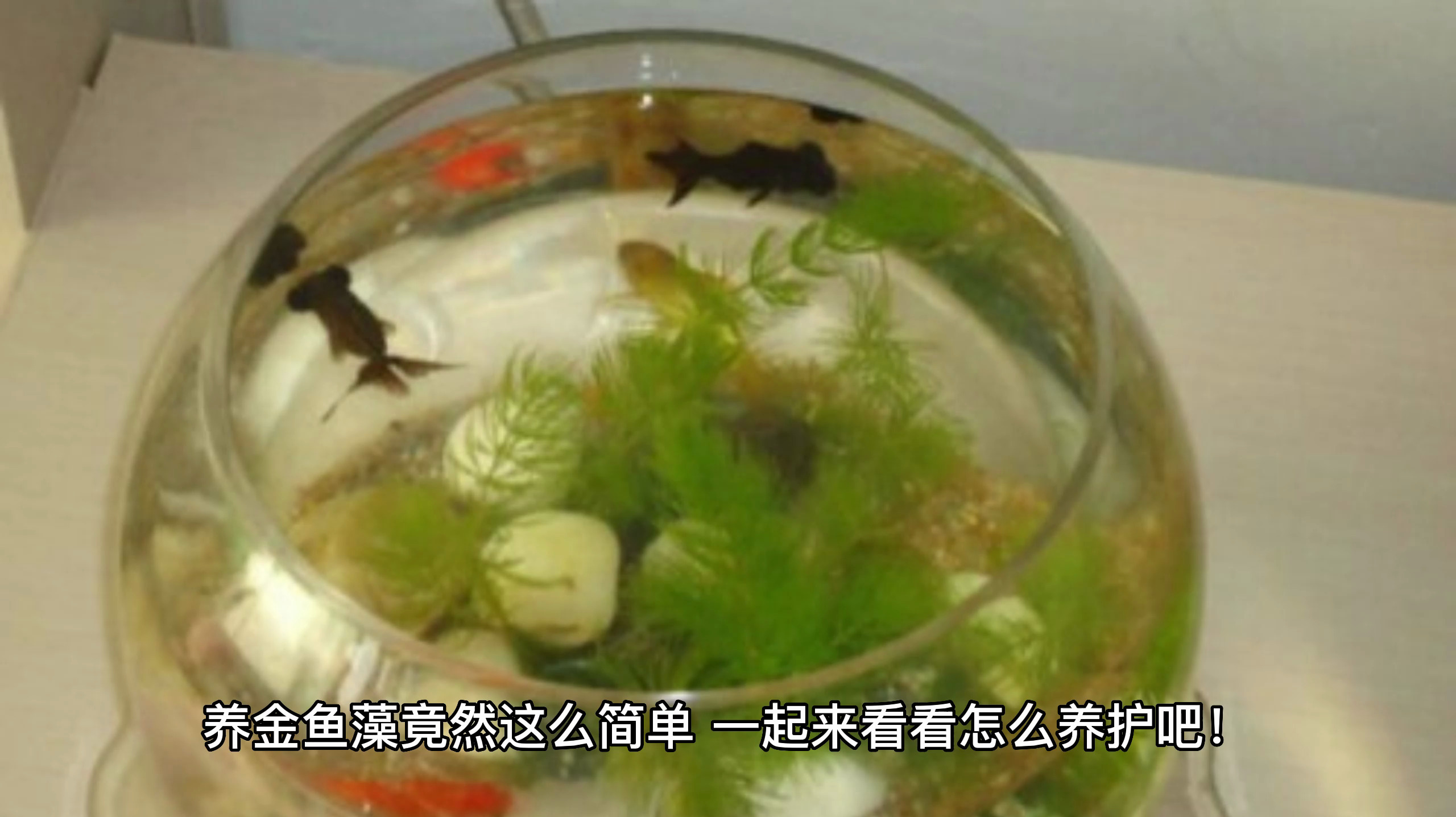金鱼藻怎么养?
