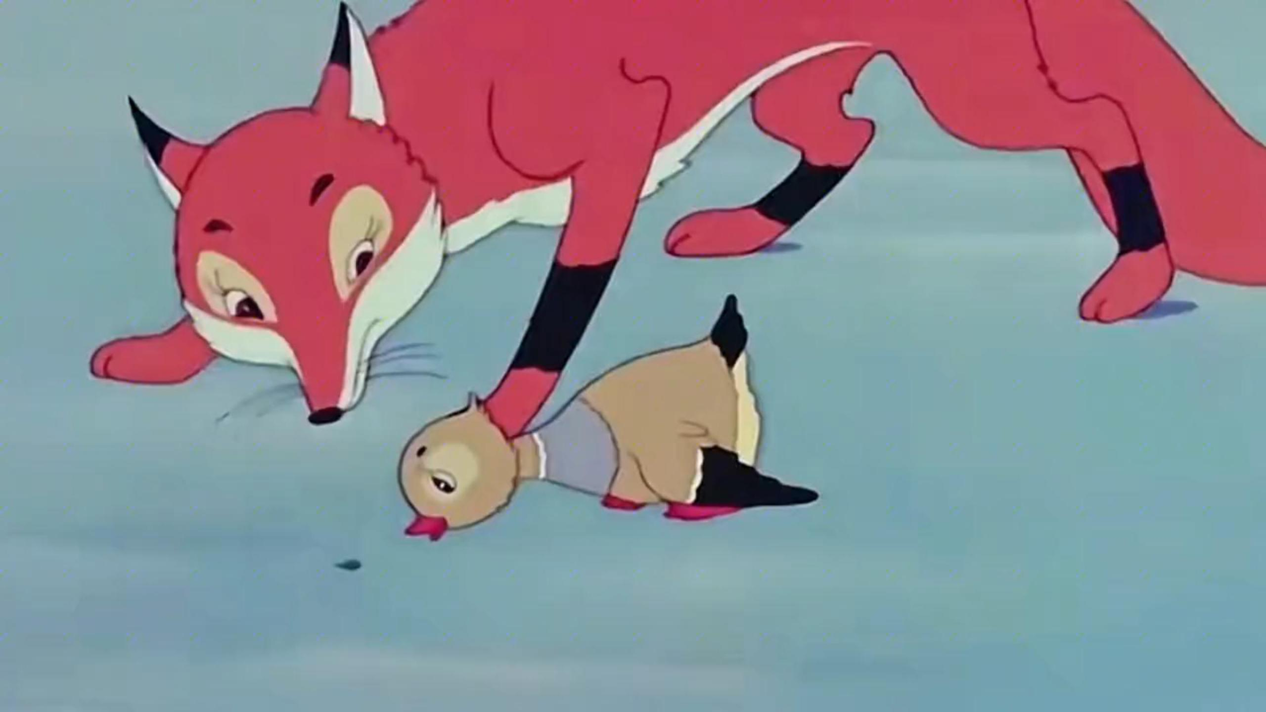 小野鸡为了报复狐狸 不惜用自己当诱饵