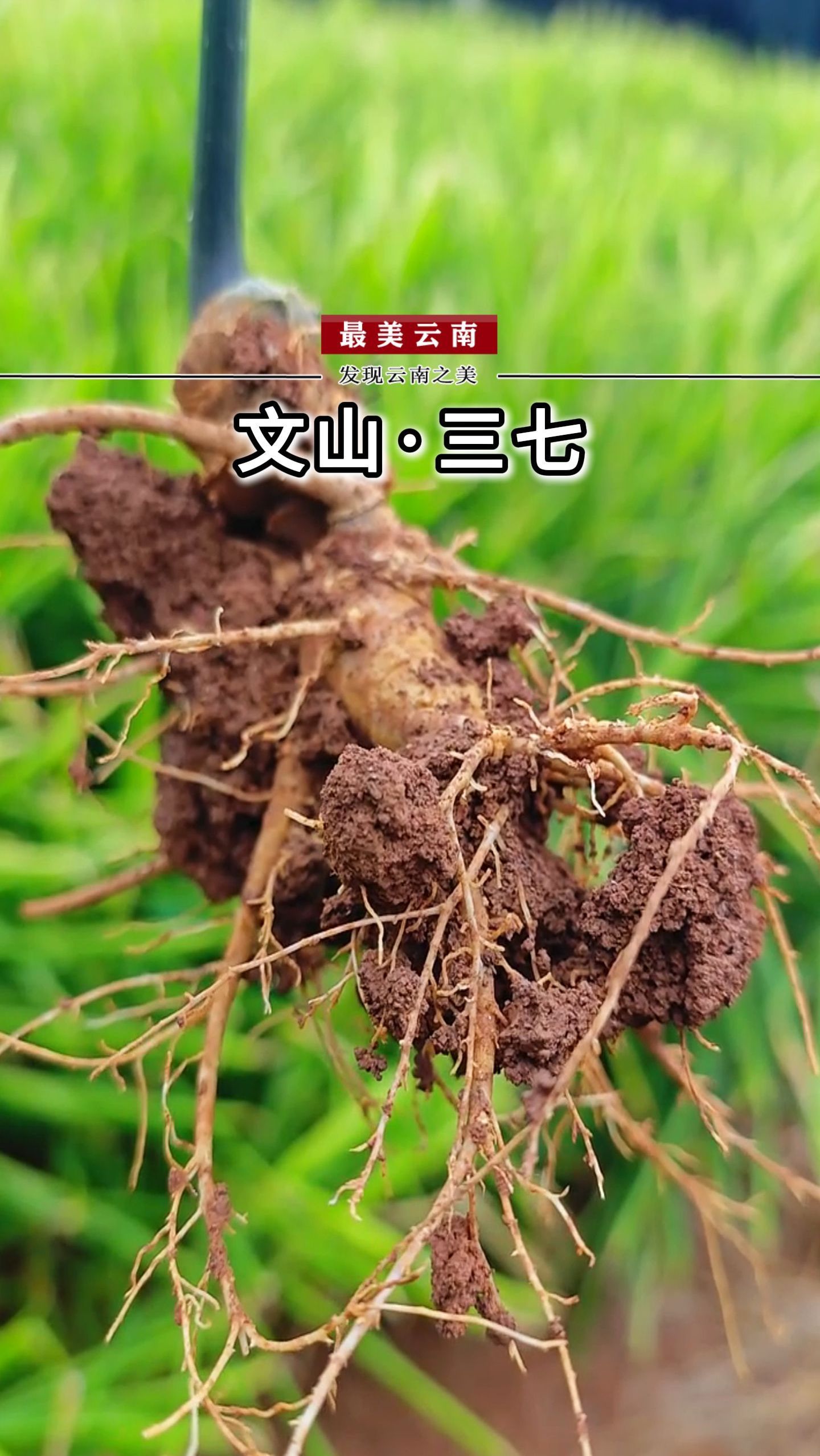 中国三七之乡,云南文山!