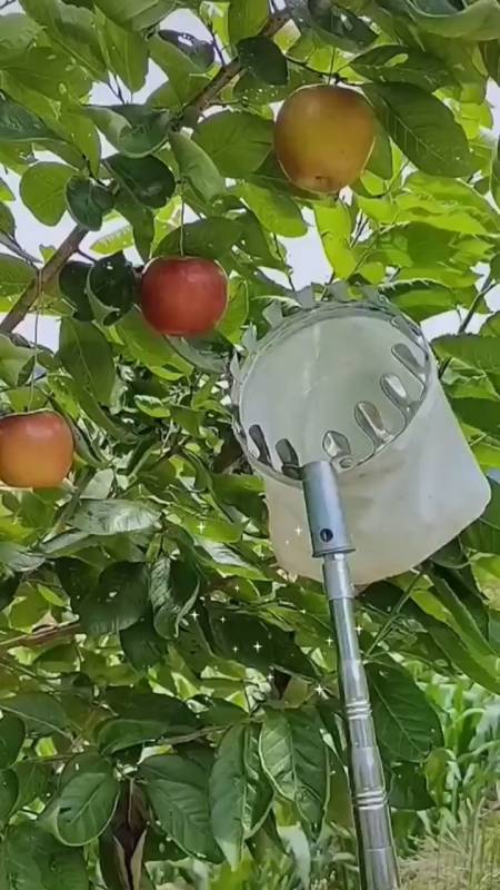 不锈钢高空摘果器,采摘各种水果,一杆在手采摘不愁-度小视