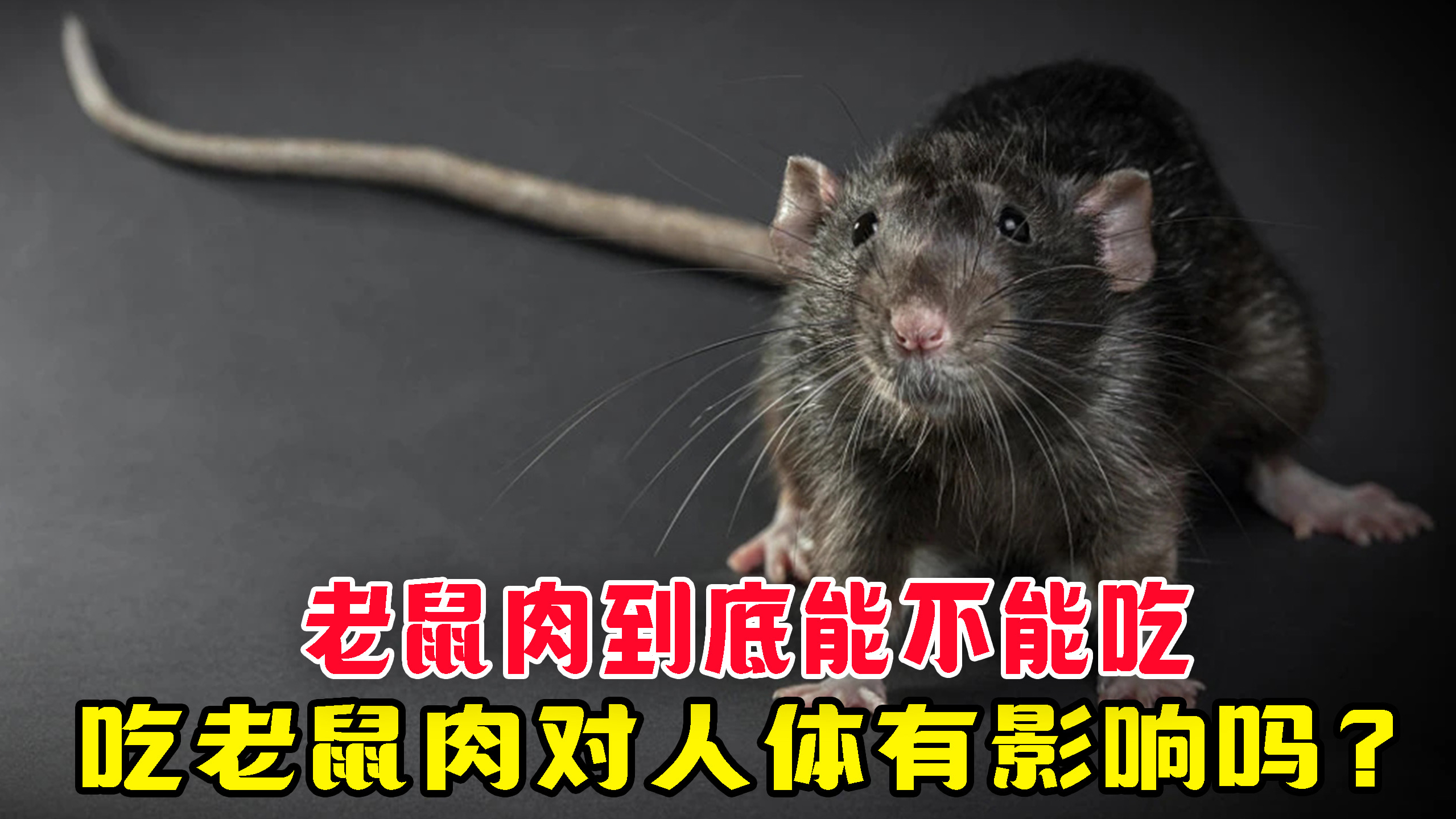 老鼠肉能吃吗?哪些地方吃老鼠肉?吃老鼠肉对人体有影响吗?