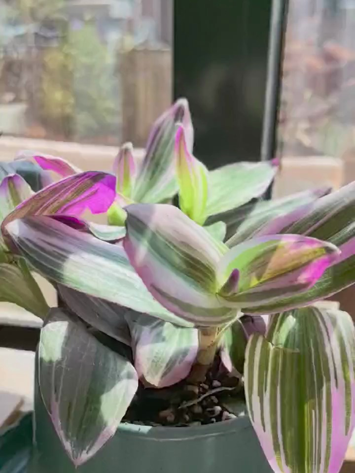 养油画吊兰做好5件事,颜色更鲜艳