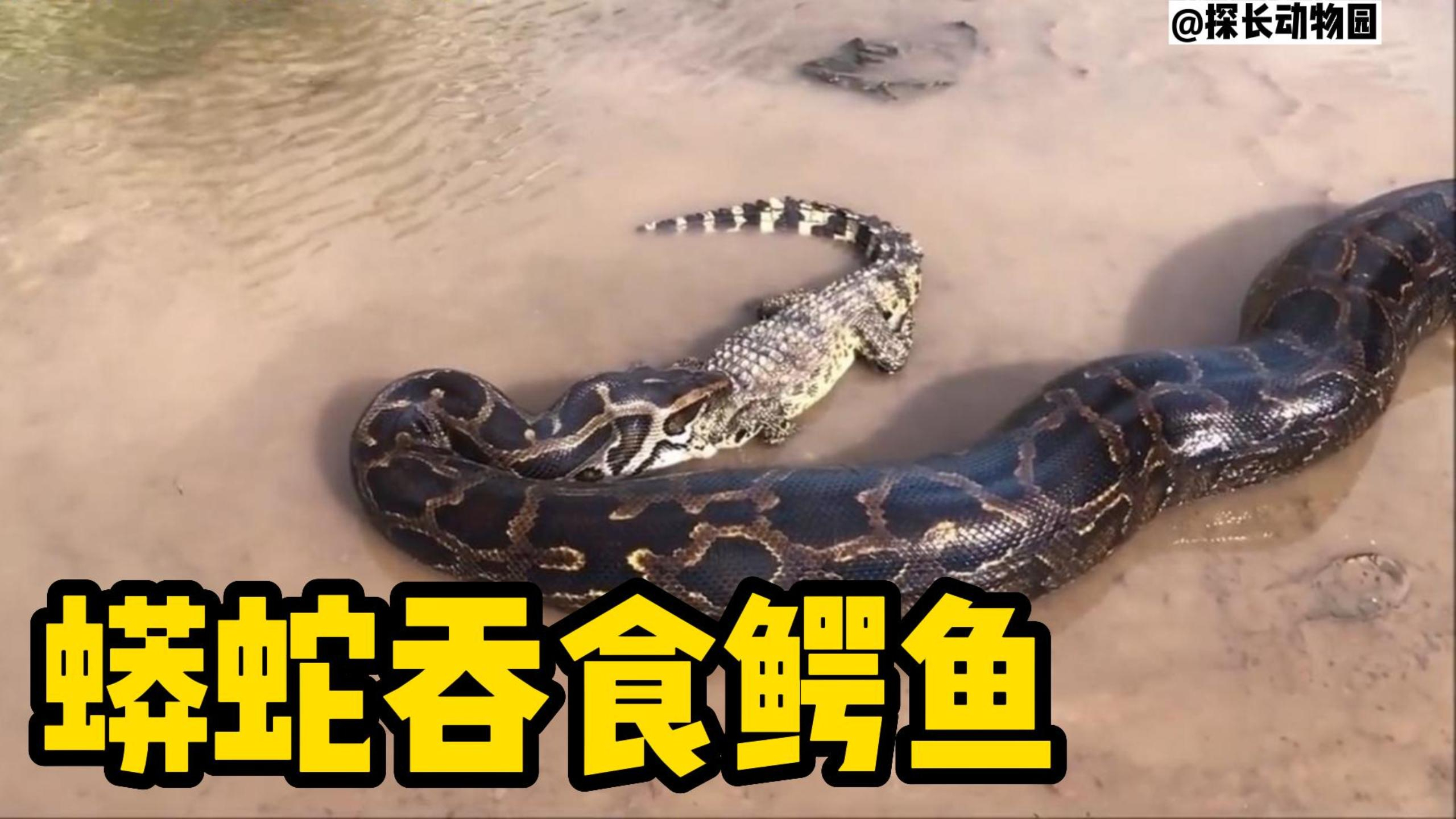 动物世界,大自然的法则,蟒蛇吞食鳄鱼!
