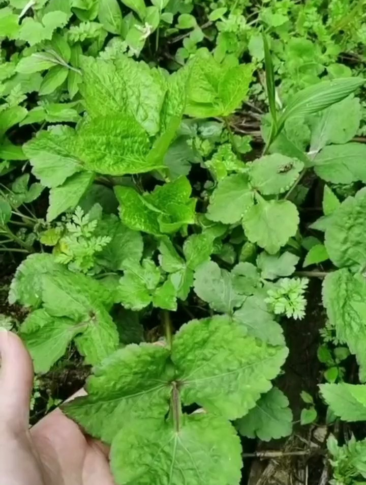 植物科普鸭儿芹也叫三叶伞形科鸭儿芹属植物炒腊肉很好吃