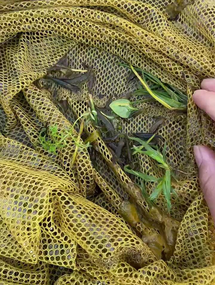 小河里抓到好多小鱼小虾,收获满满