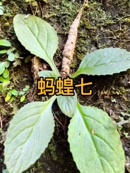 原生态深山山洞旁才有的植物:蚂蝗七-度小视