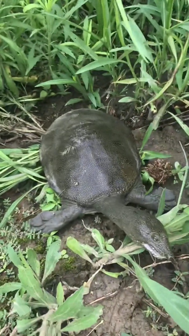 早钓鱼晚钓虾不早不晚钓王八