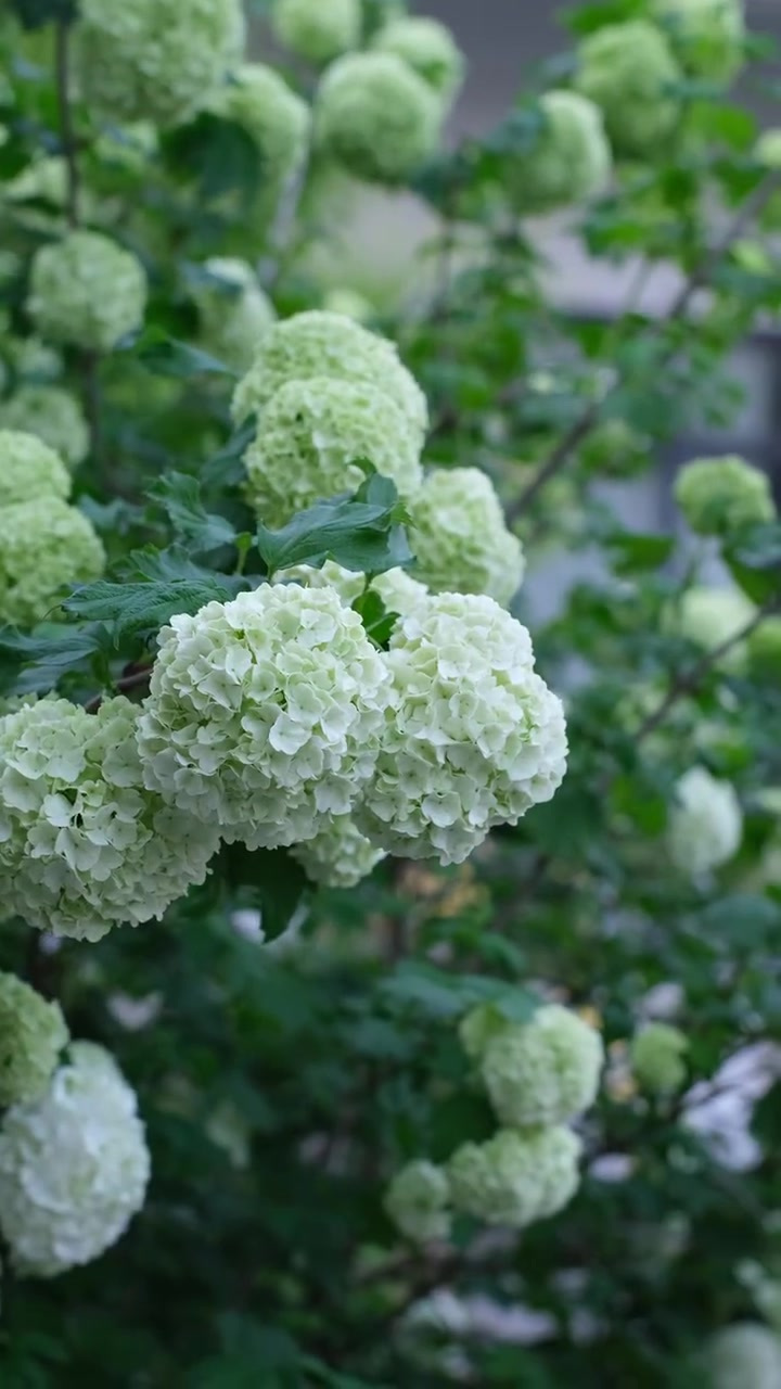 欧洲木绣球玫瑰花开盛宴