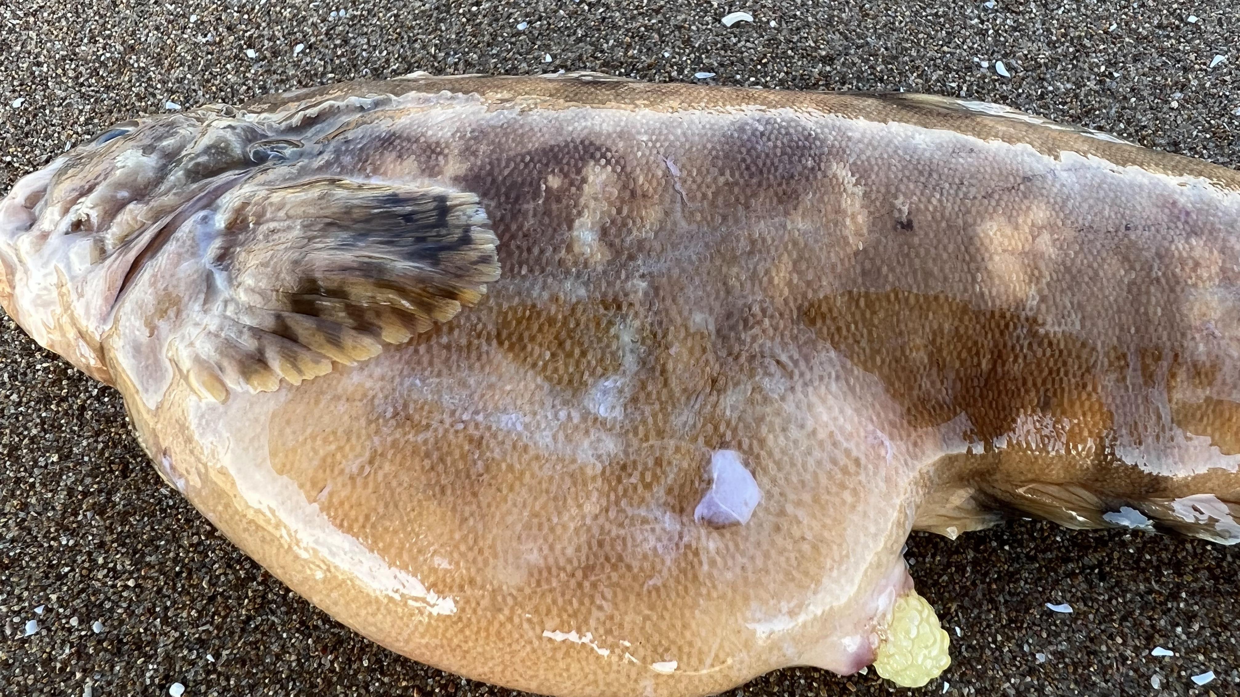 大齐赶海,发现海狗鱼肚里有成千上万个小宝宝,还挖到了大海葵