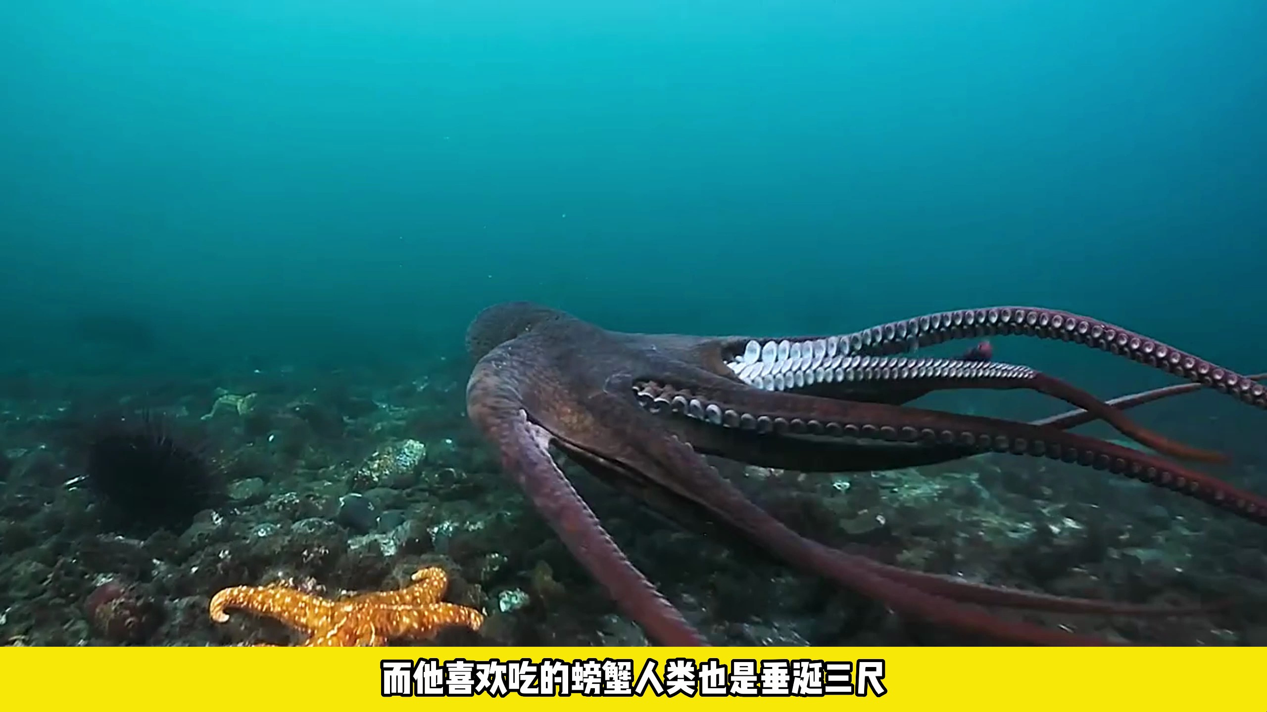 动物解说 章鱼有九个大脑?