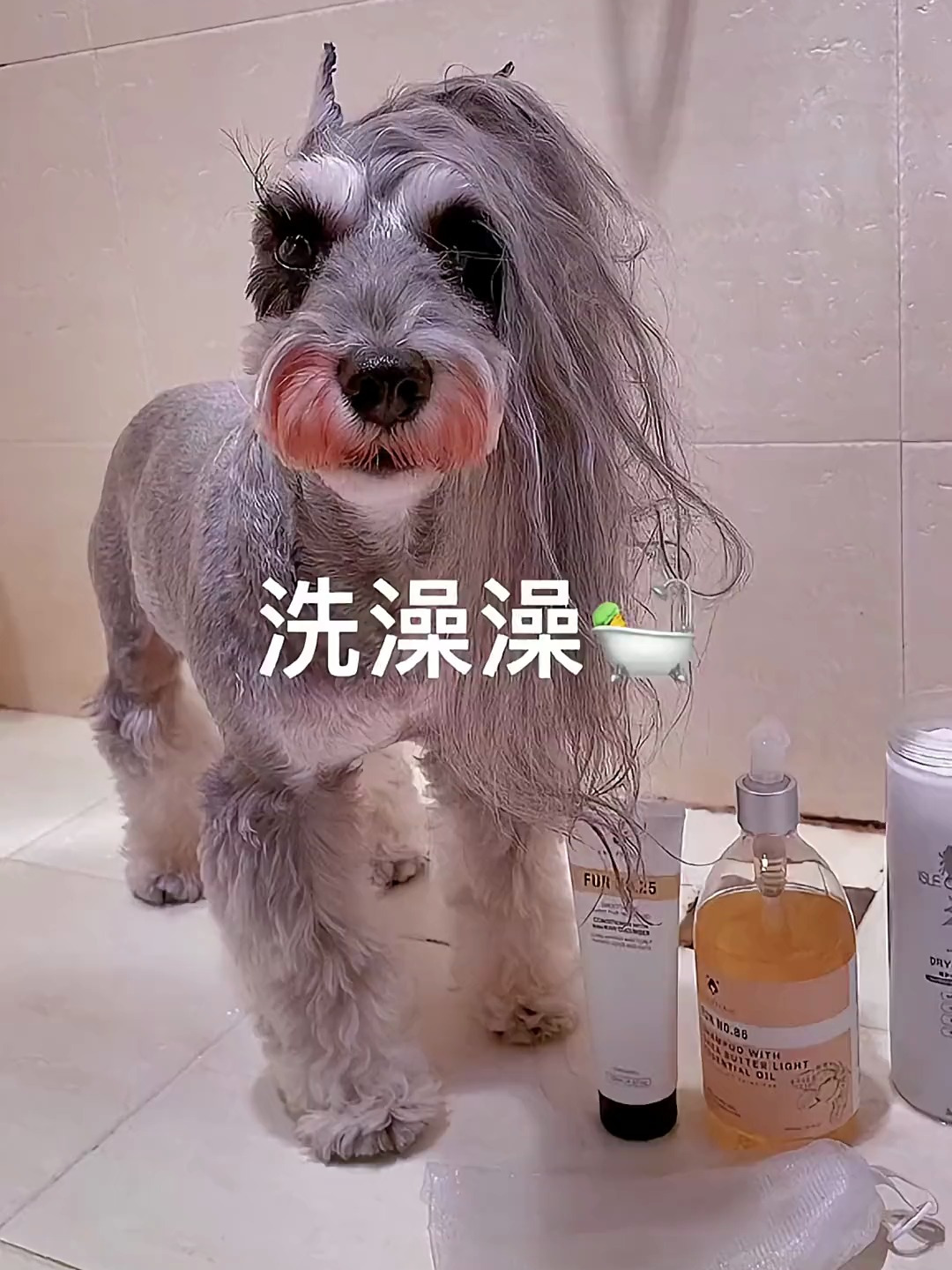 匹诺不要羡慕我的大长发因为铲屎的是宠物美容师