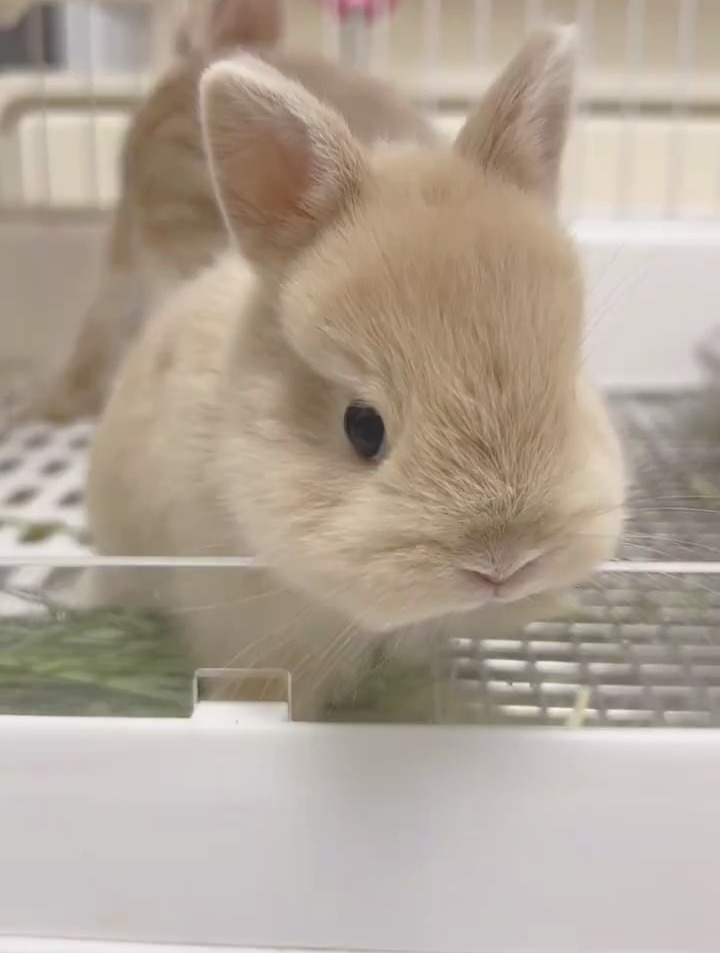 侏儒兔:希望朋友当我的"成功支付"欢迎打钱