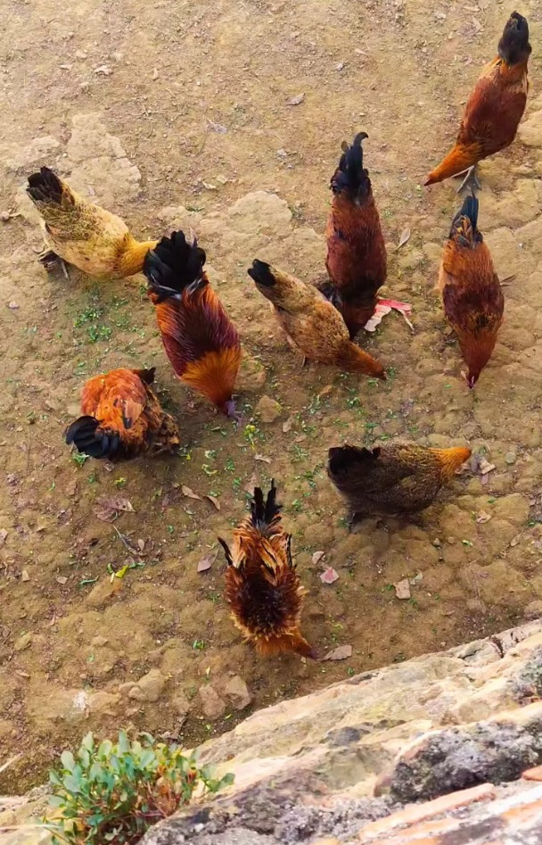 农村养鸡的日常
