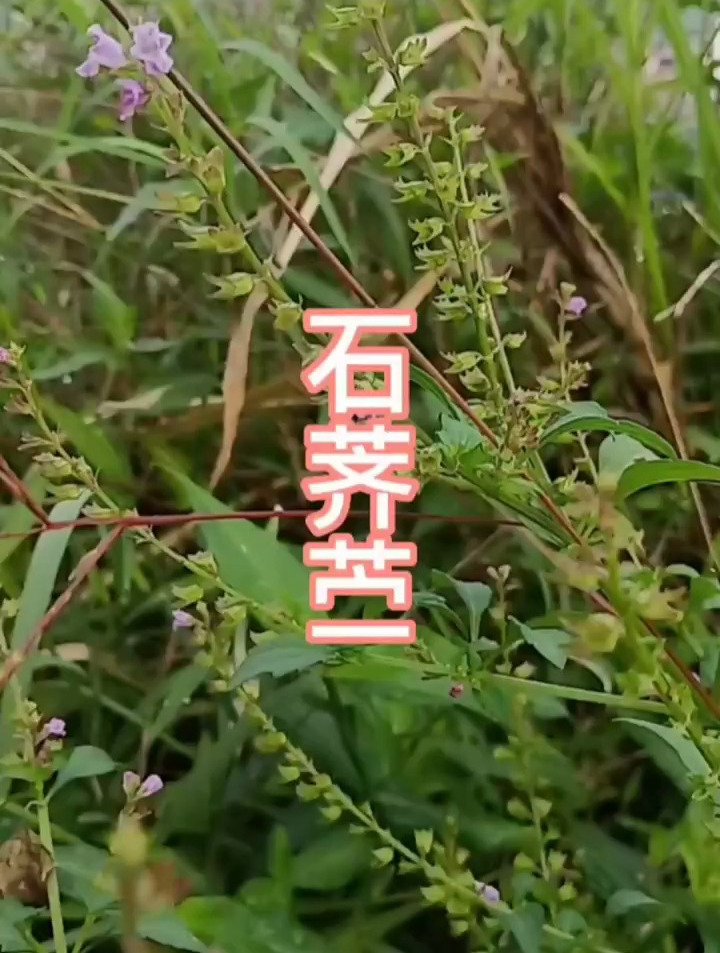 石荠苎,又叫母鸡窝,痱子草,小鱼仙草等