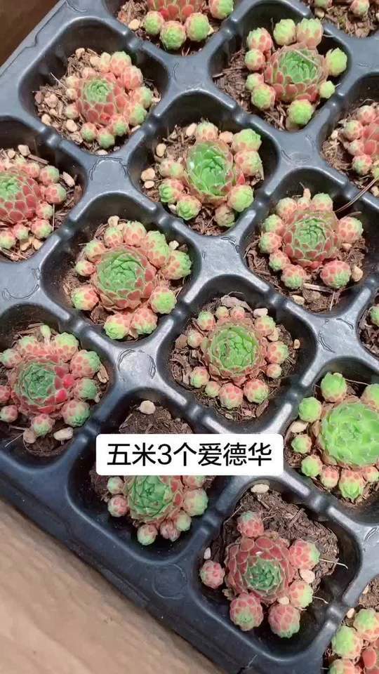 爱德华长生草系特别容易爆仔