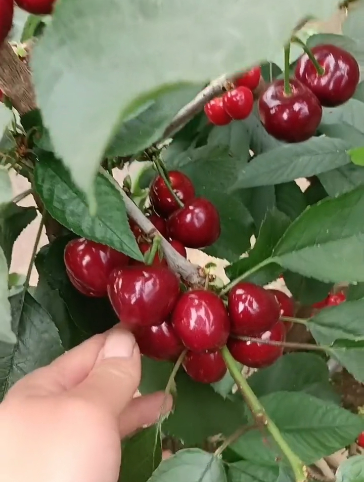 早熟火箭樱桃树苗大棚结果表现 矮化2年生