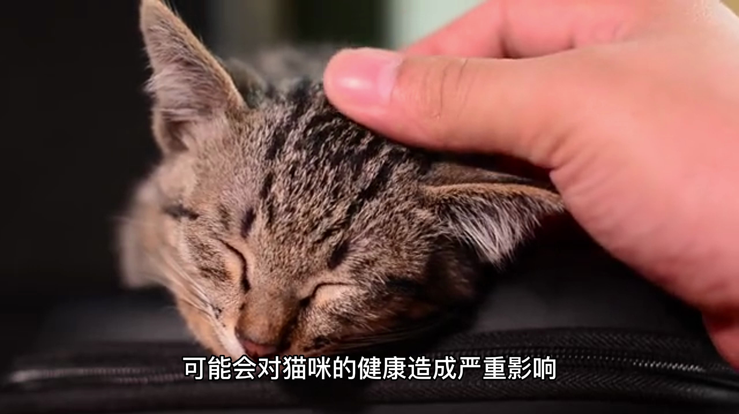 怎么判断猫有没有腹水