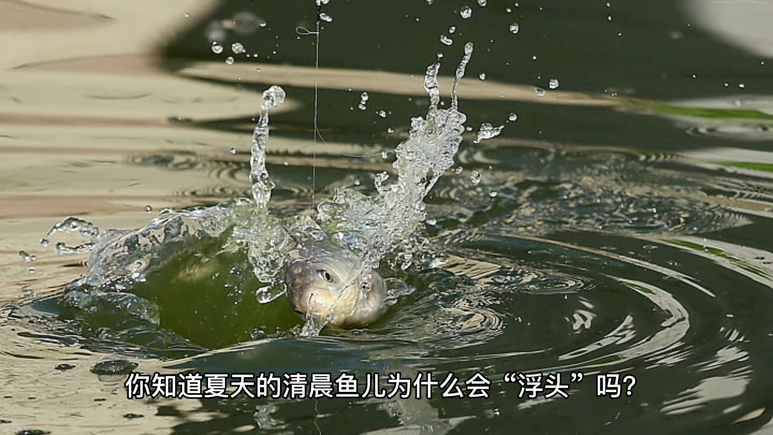 夏天的清晨鱼儿为什么会“浮头”?