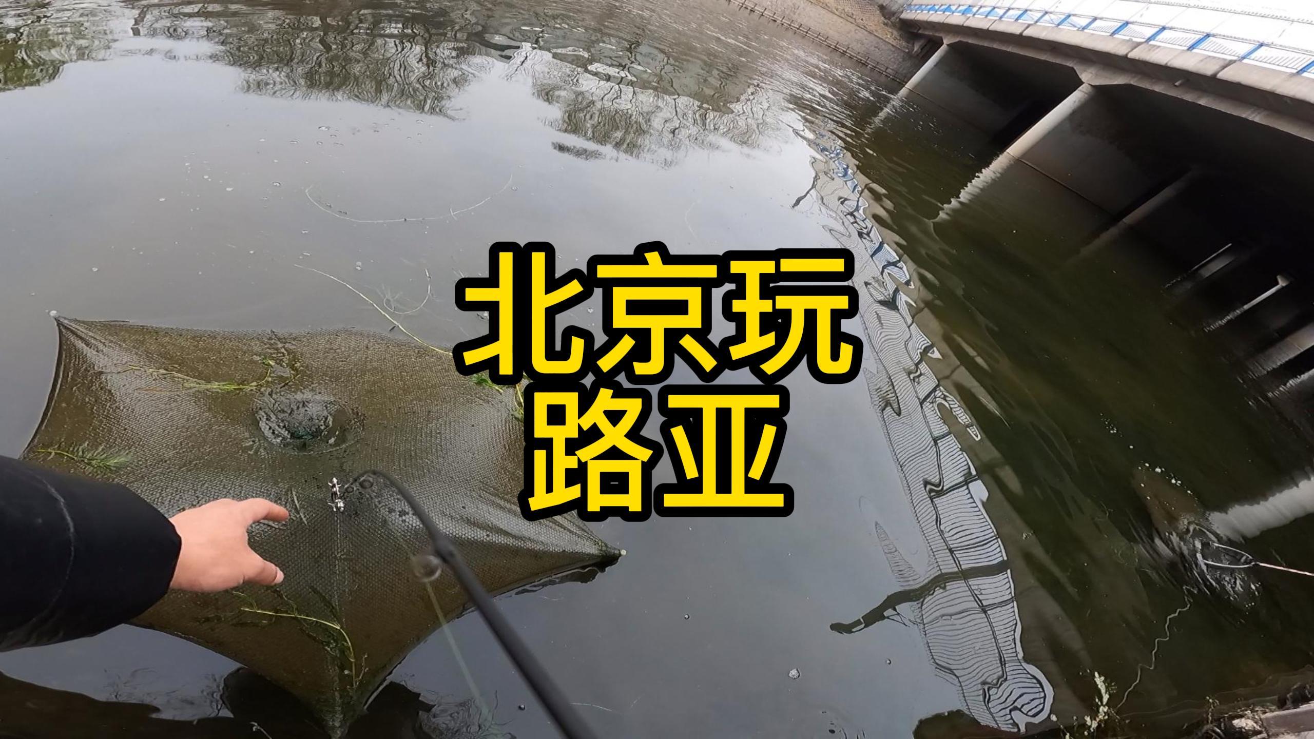 北京玩路亚,遇到地笼果断捞上来给拆了!