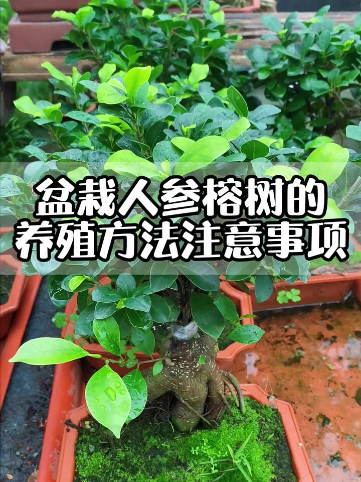 盆栽人参榕树的养殖方法