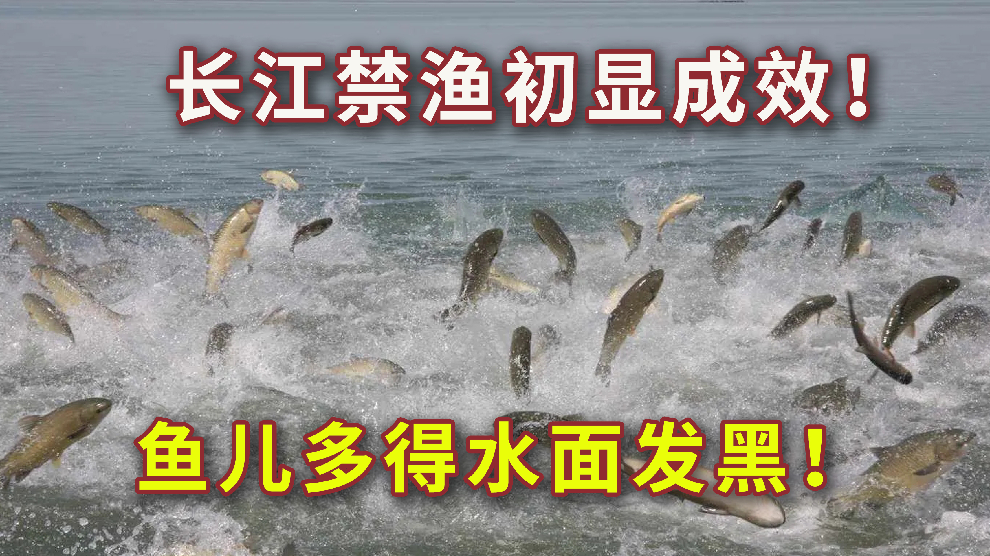 一群200条!长江禁渔:鱼儿多到水面发黑,不开放,会不会泛滥?