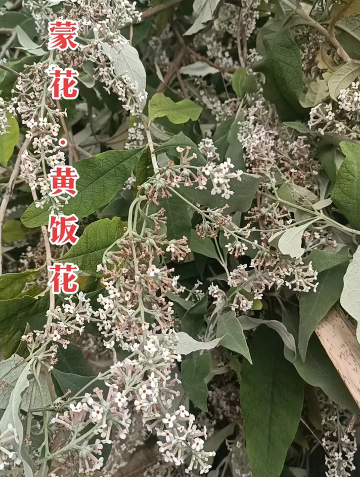 蒙花的功效与作用图片图片