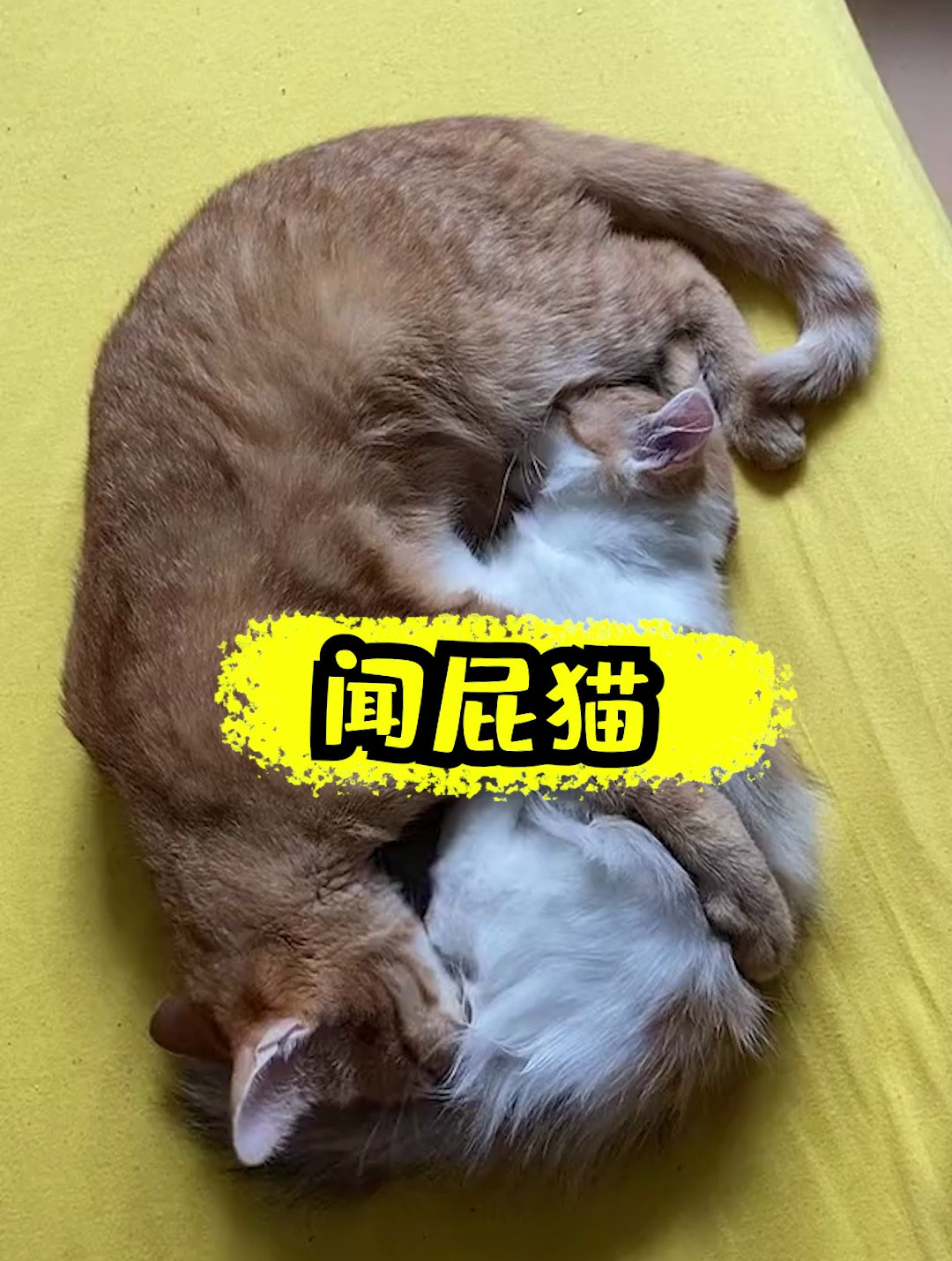 这是什么爱好呀这是我真是服了