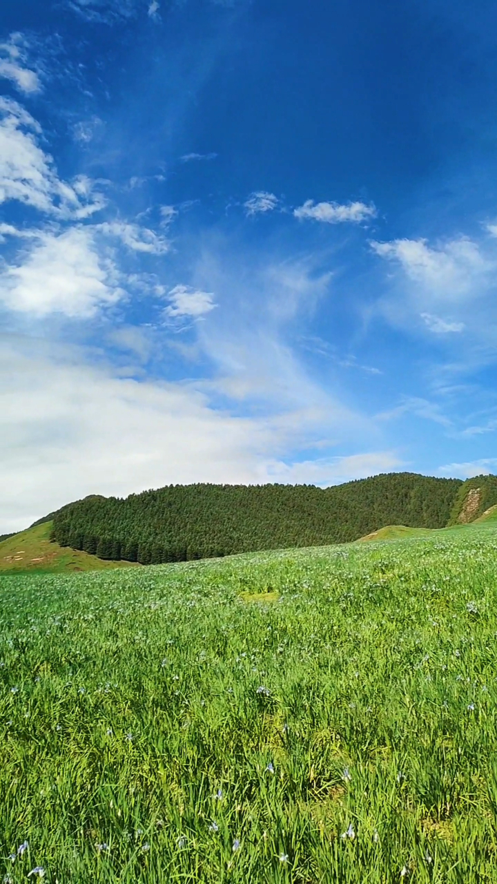 马兰花大草原 宿世情人撒下的花毯-度小视