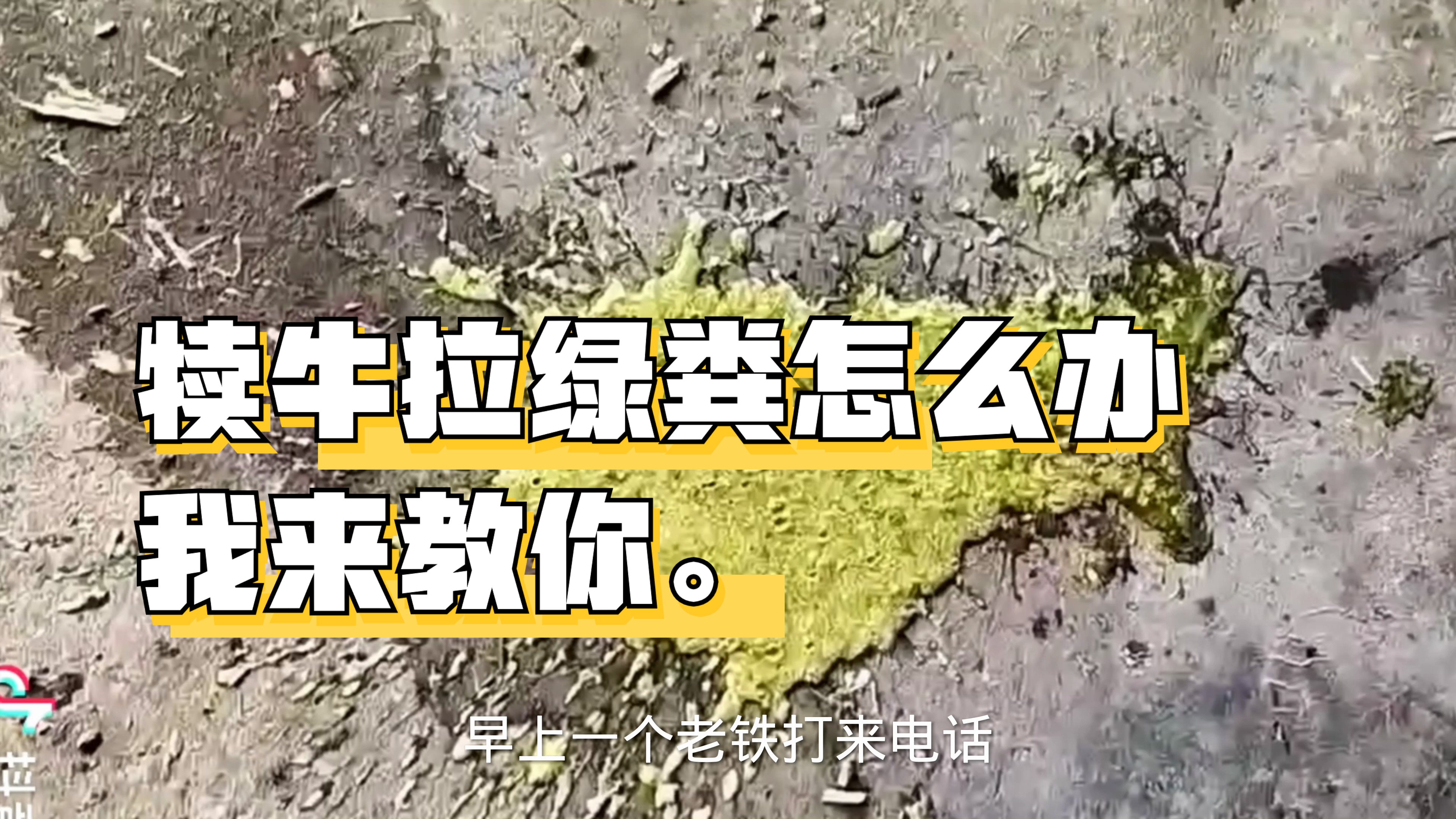 遇到犊牛拉绿粪怎么办,兽医教你简单好用的方法!