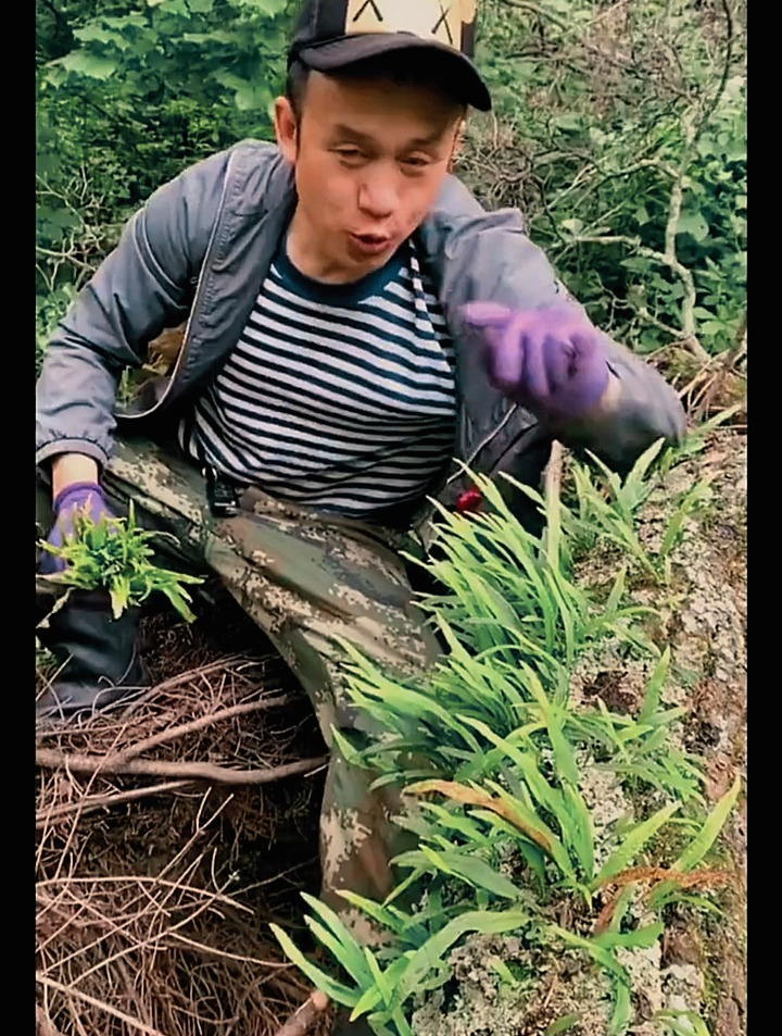 肾经草肾精化石草,正宗长白山正品,肾经茶排石草可搭枣