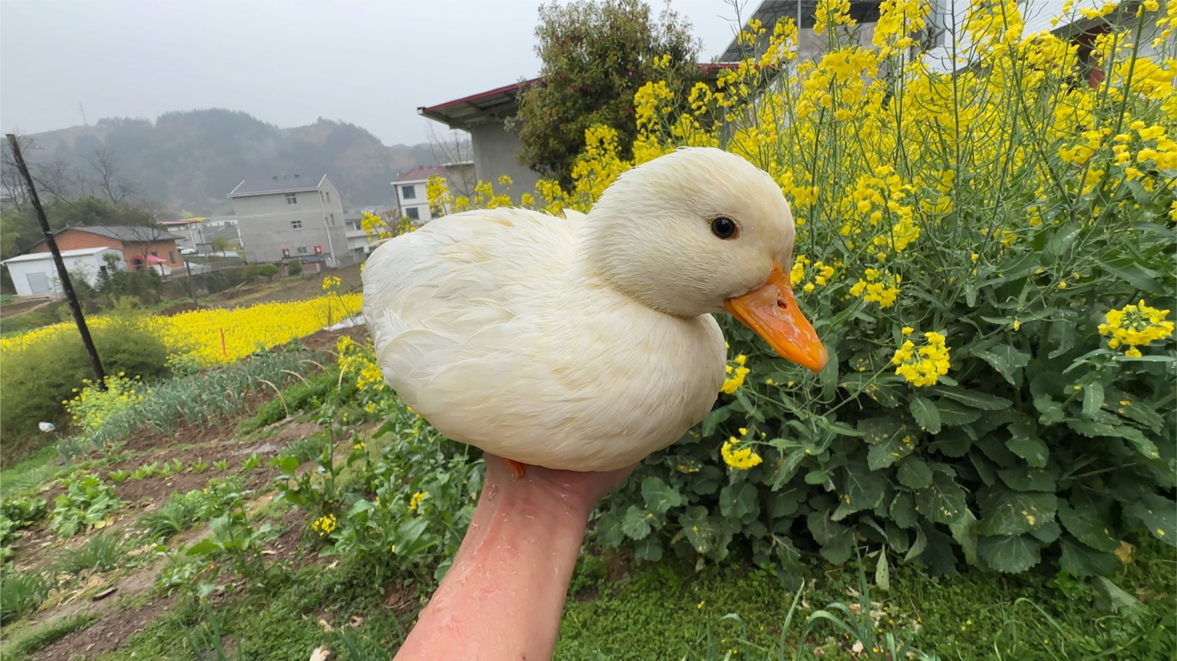 春天到了,给失恋的鸭子孵只小鸭子