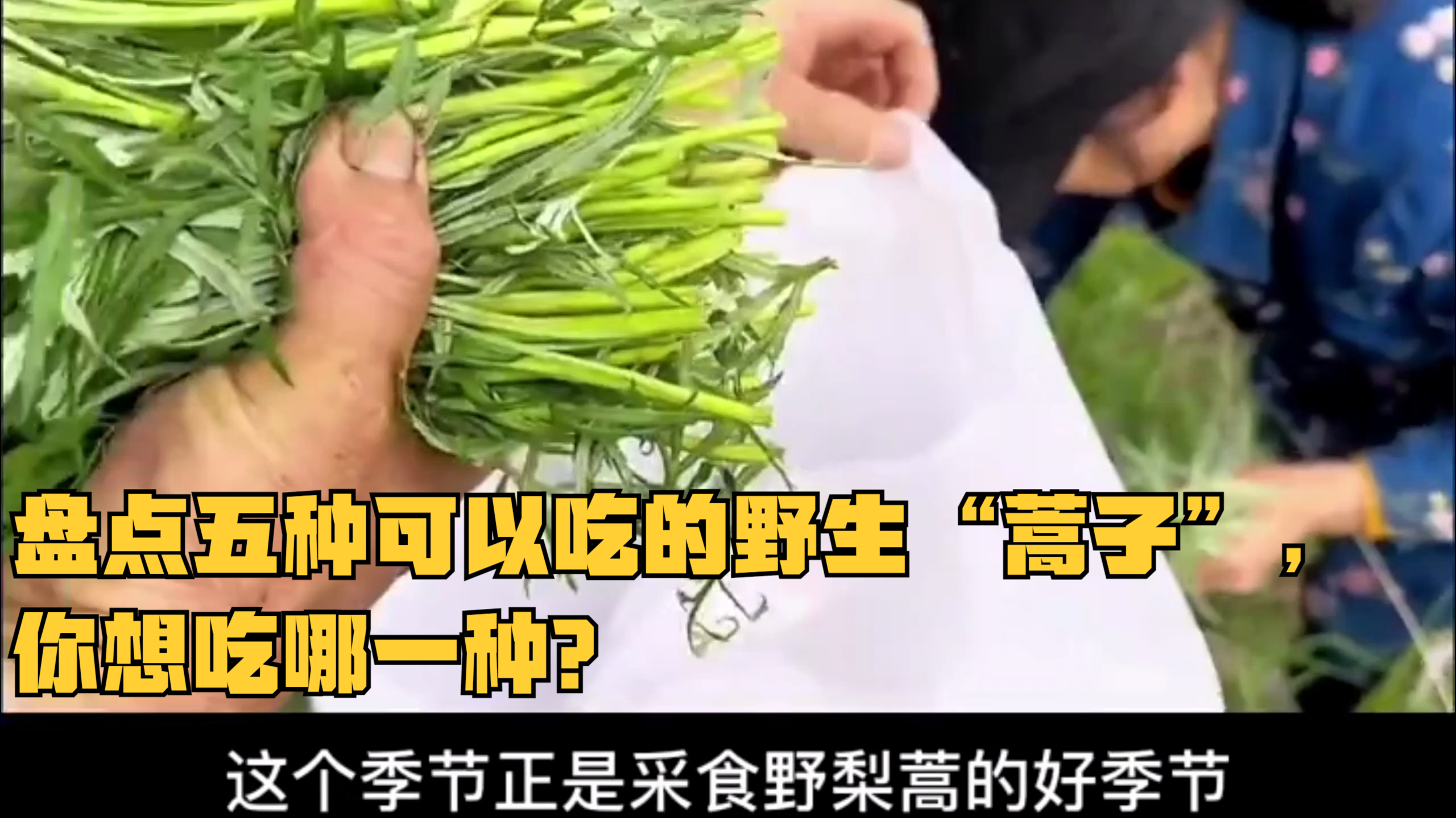 盘点五种可以吃的野生“蒿子”,你想吃哪一种?